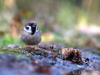 Ringmus, Eurasian Tree Sparrow, Passer montanus