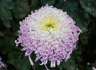 Close up of the light purple and yellow color of spider mum 'Flair'