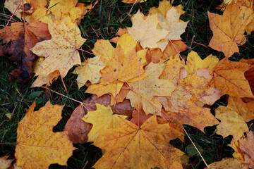 Naklejka na ściany i meble fallen autumn leaves on the ground