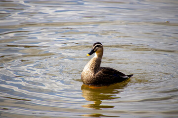 池で羽ばたくカルガモ
