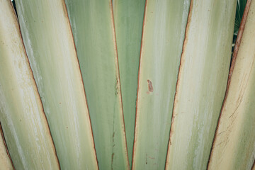 The texture of palm green leaves. Background. Smooth lines. Clear outlines.