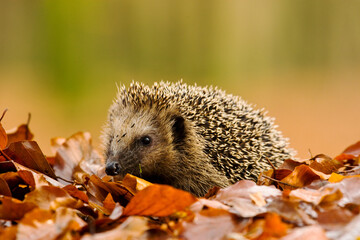 West Europese egel, West European Hedgehog, Erinaceus europaeus © AGAMI