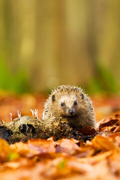 West Europese egel, West European Hedgehog, Erinaceus europaeus