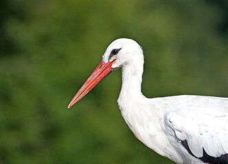 Ooievaar, White Stork, Ciconia ciconia