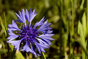 Blue flowers cornflowers in the garden. Cornflower in the flowerbed. Summer wildflower.