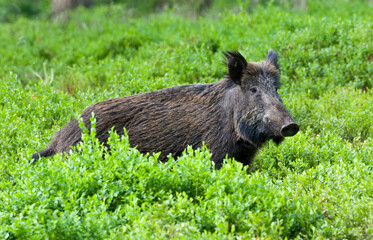 Wild boar, Sus scrofa
