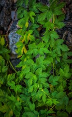 green moss in the forest