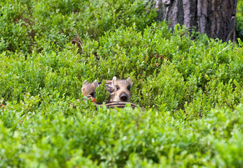 Wild boar, Sus scrofa
