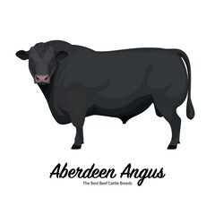 Aberdeen Angus Bull - The Best Beef Cattle Breeds. Farm animals. Vector Illustration.