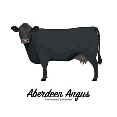 Aberdeen Angus Cow - The Best Beef Cattle Breeds. Farm animals. Vector Illustration.