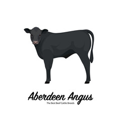 Aberdeen Angus Calf - The Best Beef Cattle Breeds. Farm animals. Vector Illustration.