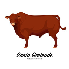 Santa Gertrude Bull - The Best Beef Cattle Breeds. Farm animals. Vector Illustration.