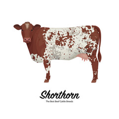 Shorthorn Cow - The Best Beef Cattle Breeds. Farm animals. Vector Illustration.