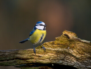 Pimpelmees, European Blue Tit, Cyanistes caeruleus