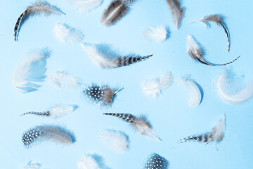 Colorful pattern made of feathers.