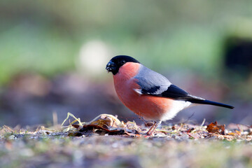 Fototapeta premium Goudvink, Bullfinch, Pyrrhula pyrrhula