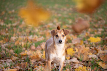 Mały pies jesienią