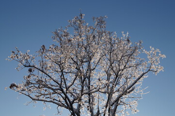 Fototapeta na wymiar зима, мороз, иней, снег, дерево, ветка, голубое небо, солнце
