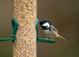 Zwarte mees, Coal Tit, Parus ater