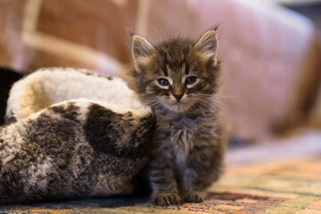 Naklejka na ściany i meble Baby Cat Kitten. Playful small kitty.