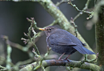 Merel, Common Blackbird, Turdus merula