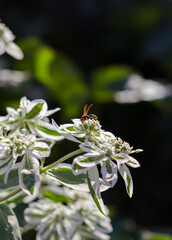 Bee on a flower