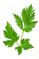 parsley leaf isolated