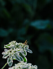 Insect on a flower