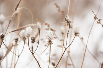 Dry field plants against the background of the first snow in November