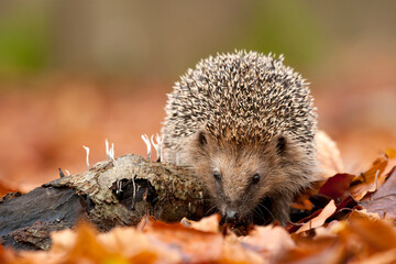 Europese Egel, European Hedgehog, Erinaceus europaeus © AGAMI