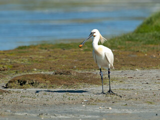 Lepelaar ; Eurasian Spoonbill ; Platalea leucorodia