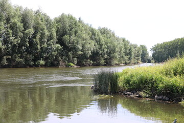 Landschaft am Fluss Aller im Sommer