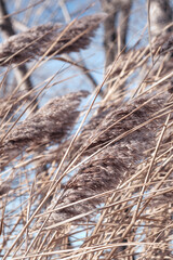 Dry reed on the lake, reed layer, reed seeds. Golden reed grass in the fall in the sun. Abstract natural background. Beautiful pattern with neutral colors. Minimal, stylish, trend concept