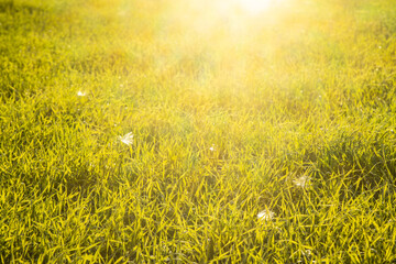 Obraz na płótnie Canvas fresh green grass in the sun rays in spring
