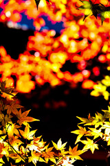 【東京都 奥多摩】鳩ノ巣渓谷の紅葉