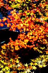 【東京都 奥多摩】鳩ノ巣渓谷の紅葉