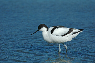 Kluut, Pied Avocet, Recurvirostra avosetta