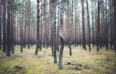 Fototapety na wymiar - Fototapeta24.pl