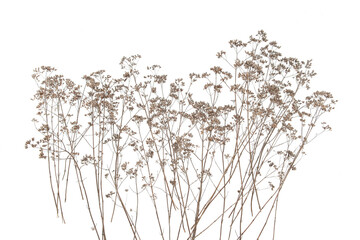 Dry field flowers isolated on white background. Dry wild meadow grasses or herbs.