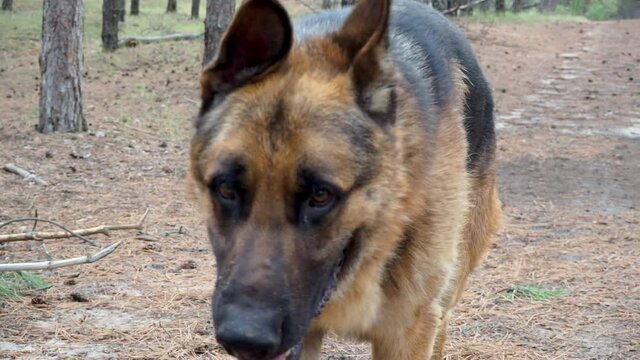 Training of dogs.German shepherd performs the command Aport. A man plays with a pet in nature in forest. Joint walks with an animal in fresh air. The owner throws stick and the dog brings it back