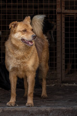 closeup portrait sad dog puppy locked in the metal cage. homeless dog concept