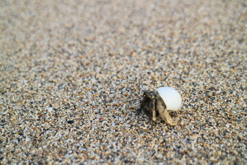 Hermit crab of Hamahiga Island Okinawa
