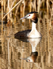 Fuut, Great Crested Grebe, Podiceps cristatus