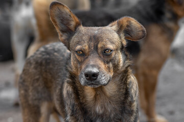 Naklejka na ściany i meble closeup portrait sad homeless abandoned brown dog outdoor