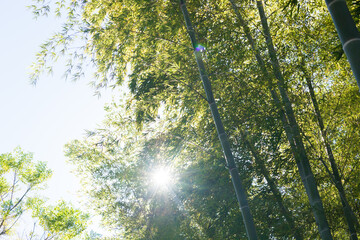 緑色の竹林と太陽の風景