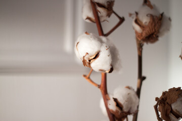 White dry cotton plant branches on white wall background