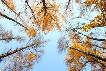 Bottom view of the autumn yellow tree tops on blue sky background. Gorgeous morning scene in fall...