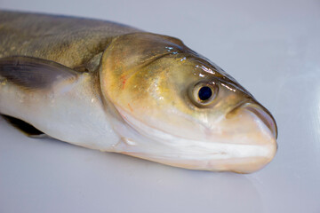 Silver carp head with blurred background. Vibrating focus.