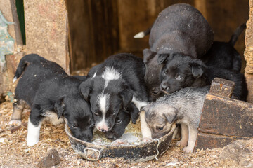 closeup portrait sad homeless abandoned colored black puppies dogs outdoor © Валерий Моисеев