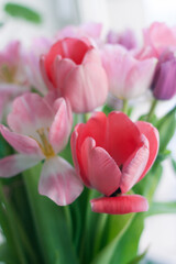 Pink fresh tulips flowers bouquet. Mother's day gift. Women's day gift